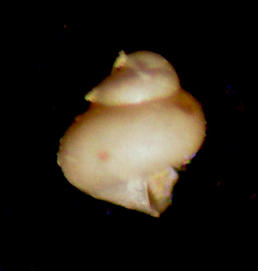 Lissotesta turrita